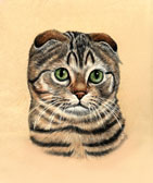 Scottish Fold